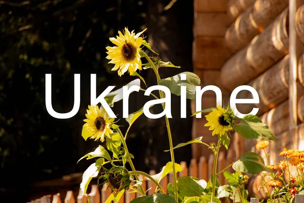 Slunečnicové Květiny Starém Dřevěném Nádvoří Karpat Ukrajině Text Ukrajina Uprostřed — Stock fotografie
