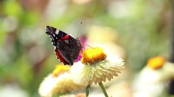 Butterfly Red Admiral Sits Flower Summer Ukrainian Carpathians Sun Close — Stock Video