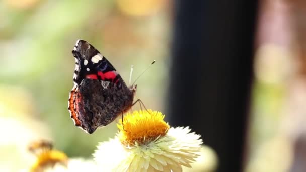 Motýl Rudý Admirál Sedí Květině Létě Ukrajinských Karpat Slunci Zblízka — Stock video