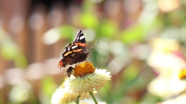 Červený Admirál Motýl Včela Sedí Létě Květině Ukrajinských Karpat Pod — Stock video