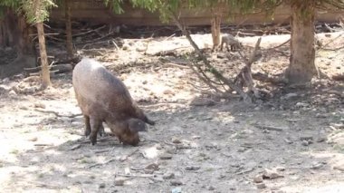 Ormandaki dişi yaban domuzu Ukrayna 'daki Karpatlar' da yazın güneşte, vahşi doğada, yaban domuzunda