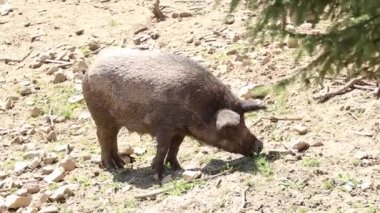 Ormandaki dişi yaban domuzu Ukrayna 'daki Karpatlar' da yazın güneşte, vahşi doğada, yaban domuzunda