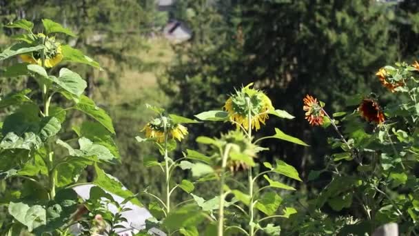 Slunečnice Karpat Obci Pozadí Karpat Příroda Ukrajiny — Stock video