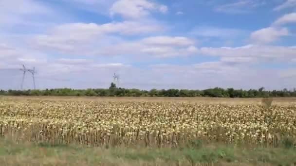 乌克兰的电力传输塔沿着玉米地的一侧 从一辆汽车上看到沿着公路 自然高速行驶 — 图库视频影像