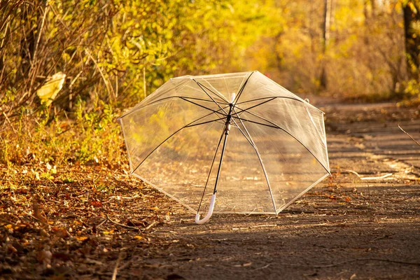 A transparent umbrella lies on the road in the forest in the autumn sun, autumn weather, season, yellow leaves