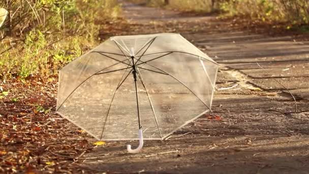 Transparent Umbrella Lies Road Forest Autumn Sun Wind Ukraine City — Stock Video
