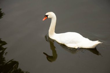 Bir beyaz kuğu Ukrayna 'daki Dinyeper nehri boyunca yüzüyor, vahşi yaşam.