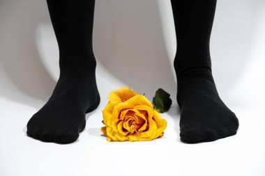 Siyah dar taytlı kadın bacakları ve beyaz arka planda bir gül yakın plan, kadın naylon taytı, moda