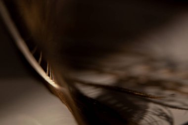 Arka plan için tavus kuşu tüyü makro fotoğraf, yakın çekim tavus kuşu tüyü