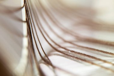 Arka plan için tavus kuşu tüyü makro fotoğraf, yakın çekim tavus kuşu tüyü