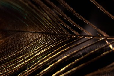 Arka plan için tavus kuşu tüyü makro fotoğraf, yakın çekim tavus kuşu tüyü