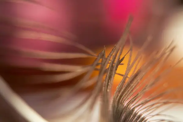 Peacock feather macro photo for background, one peacock feather close-up
