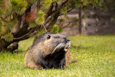 Nutria yarı su canlıları Ukrayna 'nın Ukrayna şehrinde kışın parklarda çimenlerin üzerinde otururlar.