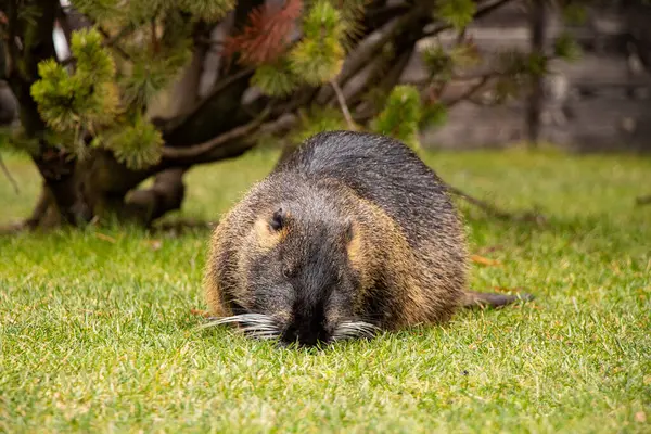 Nutria semiaquatic sits on the grass in parks in winter in Ukraine in the city of Dnepr, animals and nature of Ukraine