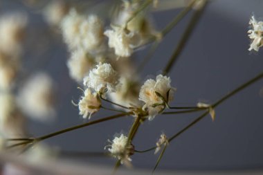 Aynanın arka planında küçük beyaz çiçekli bir dal, makro fotoğraf, çiçek arkaplanı.