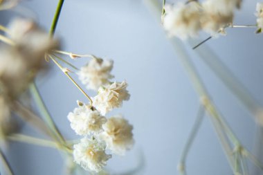 Aynanın arka planında küçük beyaz çiçekli bir dal, makro fotoğraf, çiçek arkaplanı.