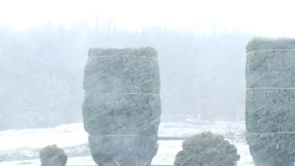 乌克兰公园冬季大雪和大风 白天以灌木丛的形式看到绿色针叶树 冬季和恶劣的天气 — 图库视频影像