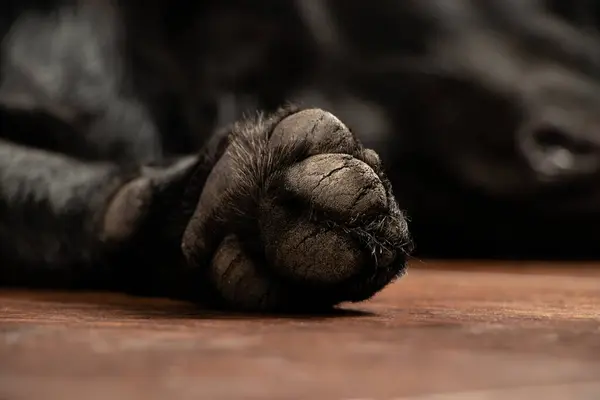 Paw on the floor of a black retriever dog close-up, dog paw