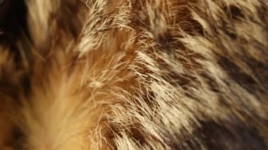 Arka plan olarak kahverengi hayvan kürkü kaplaması, arka plan olarak kürk.
