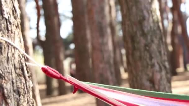 Multi Colored Hammock Hangs Tree Forest Sun Spring Ukraine Video Clip