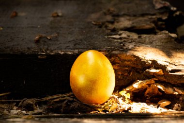 Tavuk altın yumurtası eski bir tahta üzerinde duruyor. Paskalya bayramında.