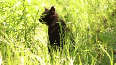 Siyah bir kedi Ukrayna 'da baharda uzun yeşil çimenlerde yürüyor, kedi sokakta.