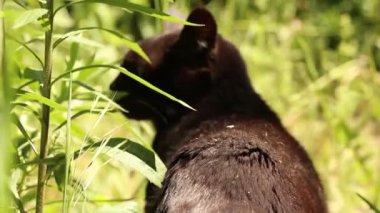 Siyah bir kedi Ukrayna 'da baharda uzun yeşil çimenlerde yürüyor, kedi sokakta.