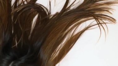 Kadınların beyaz arka plandaki uzun düz kahverengi saçları.