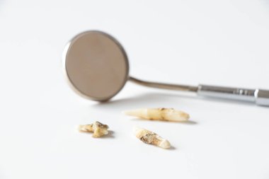 Üç kötü kedi dişi ve beyaz arka planda bir diş aynası, kedi dişçisi.