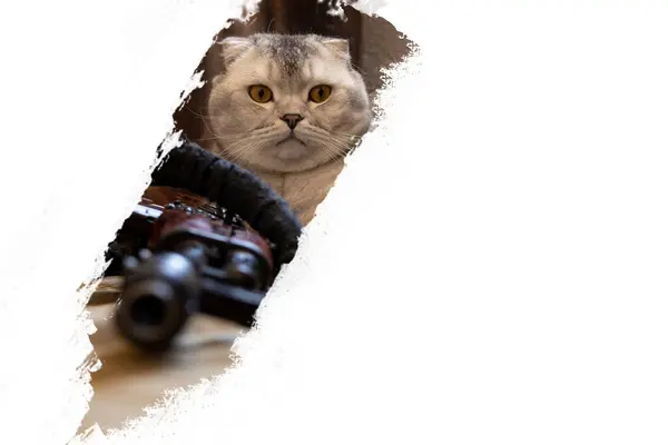 stock image A cat lies near a combat machine gun at home in Ukraine on a white background, home defender, weapon