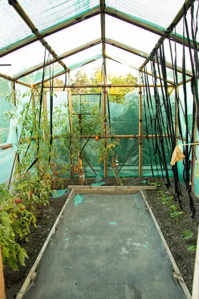 stock image Homemade greenhouse made of oilcloth in which tomatoes grow in Ukraine in the summer, tomatoes in a greenhouse