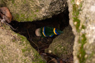 A Christmas tree and a Ukrainian flag ribbon lie under rubble in Ukraine on Christmas in Ukraine,Christmas and war clipart