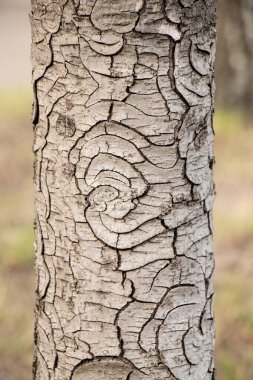 Doğal desenli ayrıntılı ağaç kabuğu dokusu - tasarım için doğal soyut arkaplan