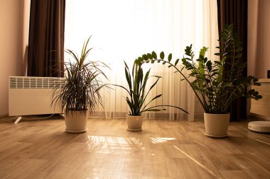 Kapalı alanda üç bitkisi olan güneşli bir iç mekan, bir konteyner ve bir robot elektrikli süpürge, evde mükemmel konfor ve sıcaklık.