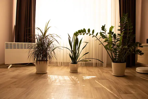 Kapalı alanda üç bitkisi olan güneşli bir iç mekan, bir konteyner ve bir robot elektrikli süpürge, evde mükemmel konfor ve sıcaklık.