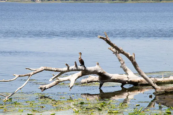 Uzun kulaklı bir karabatak, Ukrayna 'da Dinyeper su yüzeyinin ortasında, güneşin altında, Ukrayna' nın doğasında, kuru bir kütüğe dayanır.