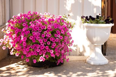 Yazın Ukrayna 'da bir kır evinde petunya çiçeği. Yazın güneşte.