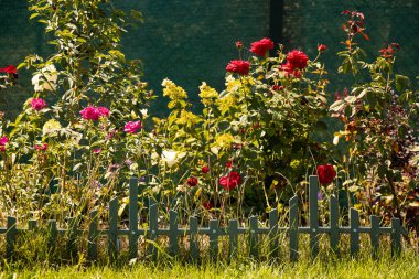 Güller ve çiçekler Ukrayna 'da bir yazlık arazide güneşte bir çitin arkasında bir çiçek tarlasında
