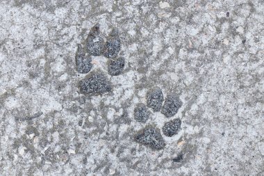 Sertleştirilmiş beton kaplama, beton zemin ve arka plan olarak patiler üzerinde köpek izleri.