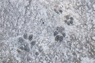 Sertleştirilmiş beton kaplama, beton zemin ve arka plan olarak patiler üzerinde köpek izleri.