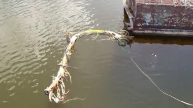 Ukrayna 'daki Dinyeper Nehri su kirliliğinde dalgaların üzerinde yüzen metal bir yapının yakınındaki bir kabloya dolanmış algler.