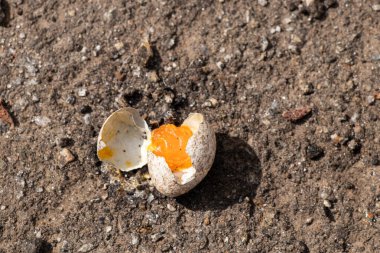 Kırık bir yaban yumurtası Ukrayna 'da güneşin altında asfaltta yatıyor.