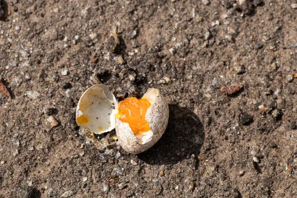Kırık bir yaban yumurtası Ukrayna 'da güneşin altında asfaltta yatıyor.