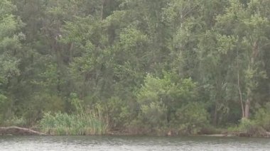 Yaz yağmuru Ukrayna 'daki Dinyeper Nehri' nde gün boyunca, doğa ve hava