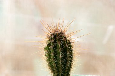 Bir ev kaktüsü, arka planı bulanık bir pencereye yakın durur, bir ev çiçeği...