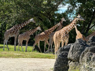 Miami Hayvanat Bahçesi 'nde bir grup zürafa.