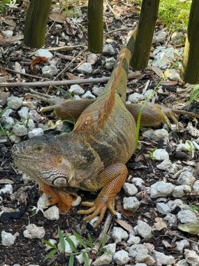 The American iguana sitting on grey stones on sunny day on natural background. Wild animals concept clipart