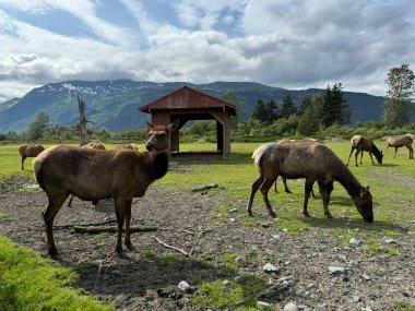 Genç geyik geyiği geyiği ve geyik otluyor otlakta Alaska kayalık dağlarının arka planında. 