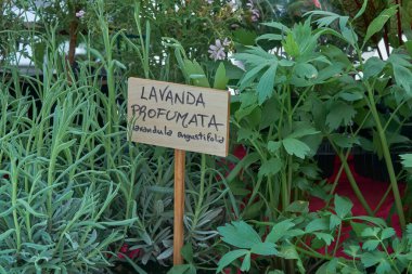 Taze lavanta ve çeşitli aromatik otlar baharda hareketli bir pazarda düzenlenir. Satıcılar ürünlerini sunuyor, hoş kokulu ve renkli müşterileri cezbediyor..