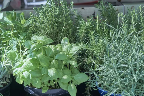 Kalabalık bir pazarda çeşitli saksı bitkileri canlı bir şekilde düzenlenir. Sergi fesleğen, nane ve biberiye içeriyor, parlak güneş ışığı altında yemyeşil yapraklarını sergiliyorlar..